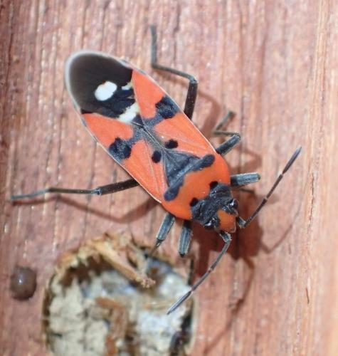 Réf. 242 943 : Lygaeus equestris
